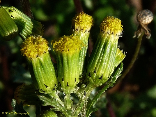 {Senecio vulgaris}